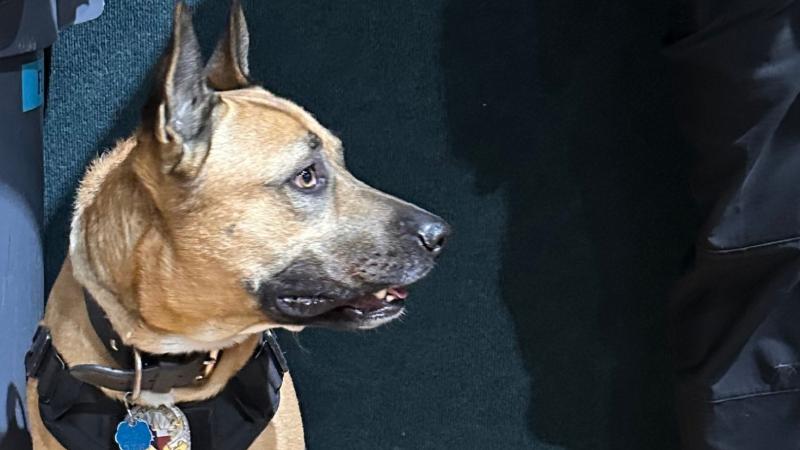 K-9 officer standing next to human police officer